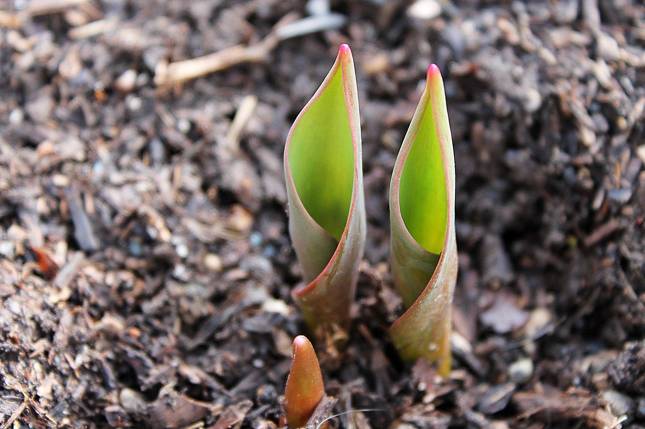 tulip, bulb, emerge, tip, translucent, beautiful flowers, spring, flower, plant, flower wallpaper, sprouting, nature, grow, garden, green, flower background, sprout, earth, mulch
